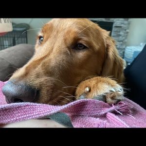 Meet your Posher, Carly